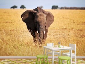 מדבקת טפט | פיל בעשב