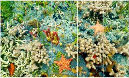 מסלול רצפה - מסלול רצפה אתגרי מוטורי פרחים וצבעים