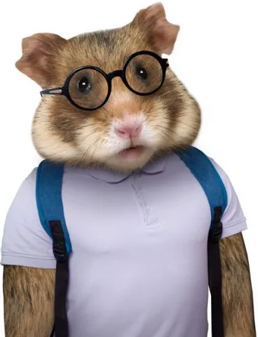 מדבקת קיר אוגר חנון