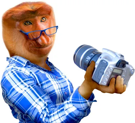 מדבקת קיר | קופה צלמת