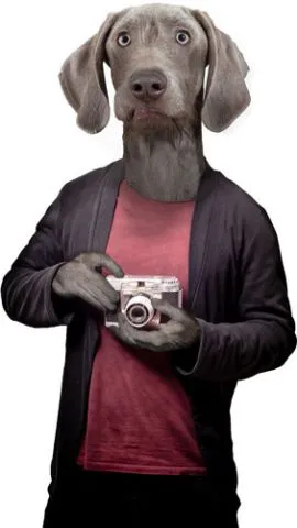 כלב צלם