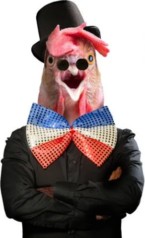 מדבקת קיר | תרנגול גלאם