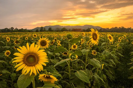 מדבקת טפט | חמניות בשקיעה