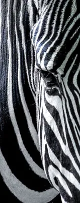 טפט לדלת | גרפיטי