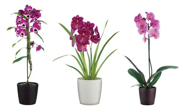 מדבקה לרהיטים | עציצים סגולים