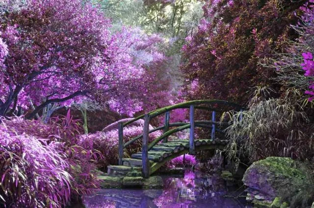 טפט יער סגול עם גשר קטן