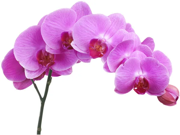 מדבקת קיר | פרח פורח