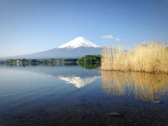 טפט עץ בשלכת לסלון