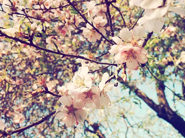 טפט פרחי שקד