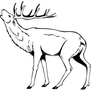 מדבקת קיר אייל מלכותי