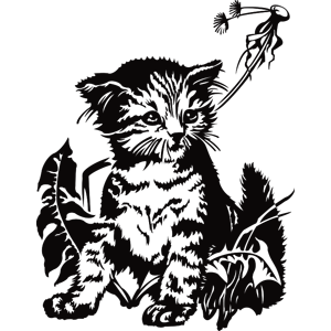 מדבקת החתול הסקרן