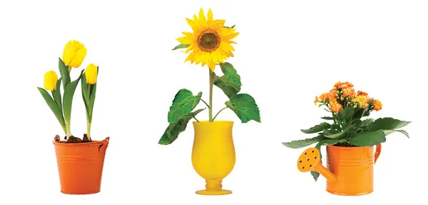 מדבקה לרהיטים | עציצים צהובים