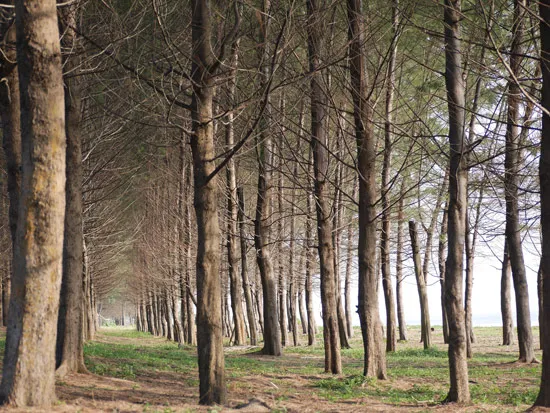 טפט עץ בשלכת לסלון