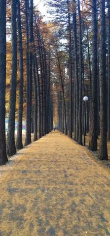 טפט ים לדלת