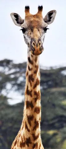 טפט פרחי וינטג׳ סגלגלים