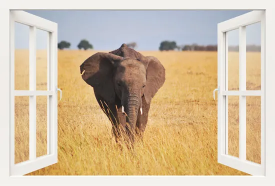 מדבקת חלון 3D | פיל בשדה