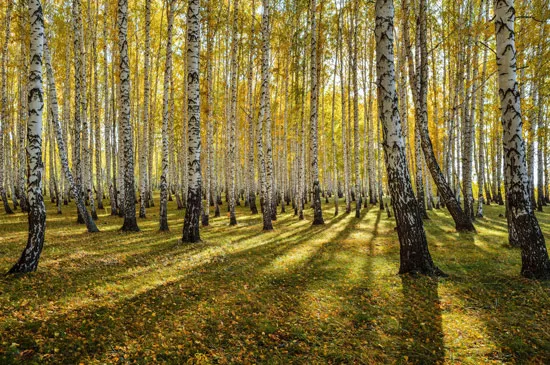 טפט עץ בשלכת לסלון