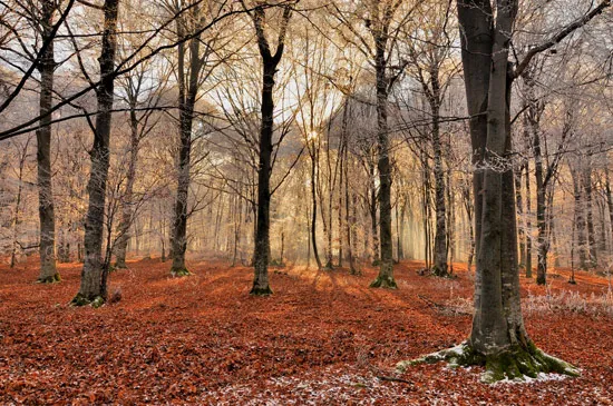 טפט מדבקה | פרחים אפורים