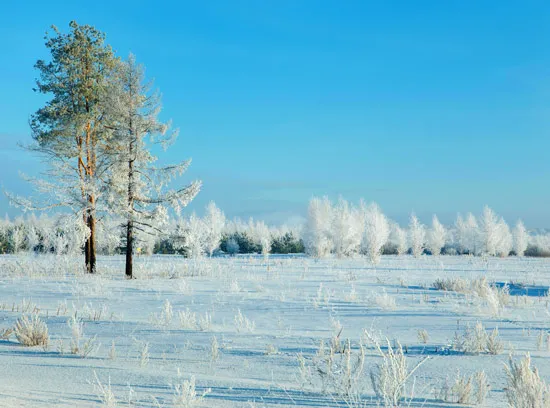 טפט מדבקה | פרחים אפורים