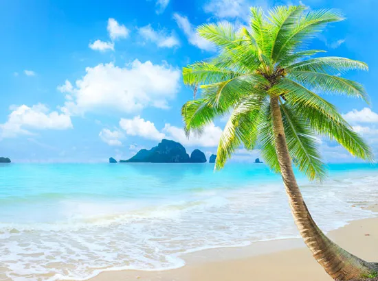 טפט מדבקה | פרחים אפורים