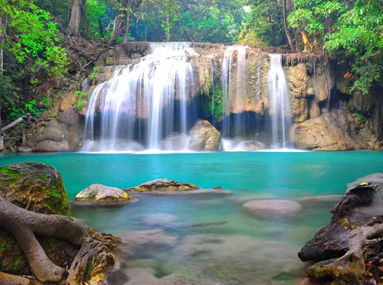 טפט מדבקה | פרחים אפורים
