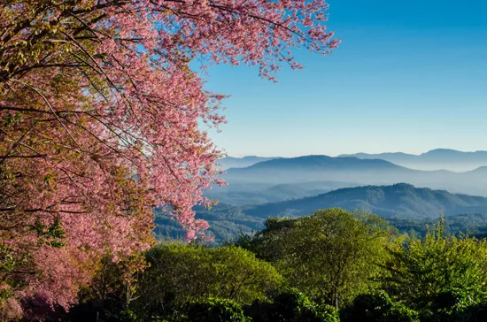 טפט מדבקה | פרחים אפורים