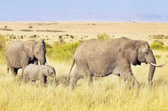 מדבקת טפט | חוף ים