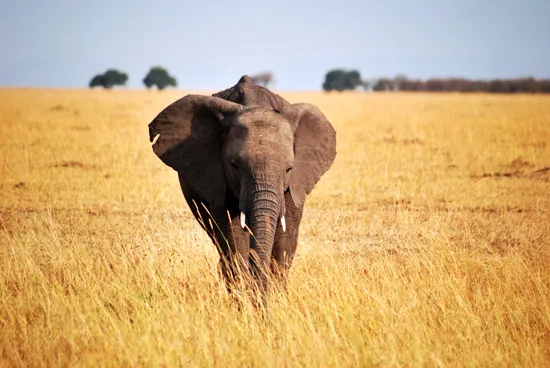 טפט מדבקה | רובוטים אורבניים