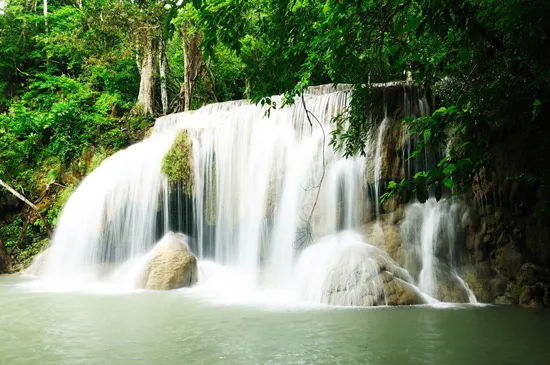 טפט מדבקה | פרחים אפורים