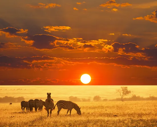 טפט מדבקה | בריקים רטרו