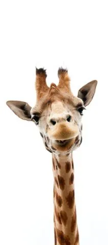 טפט ים לדלת