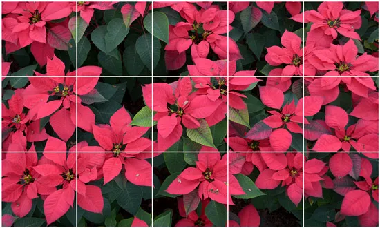 מסלול רצפה - מסלול רצפה אתגרי מוטורי פרחים וצבעים