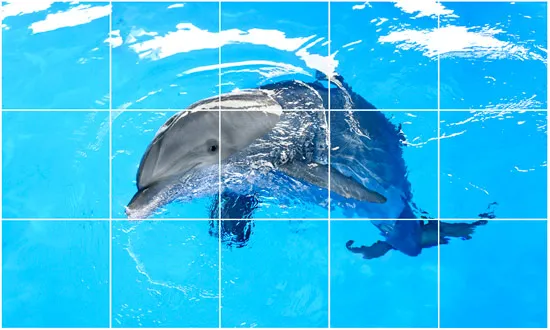 מדבקות רצפה | דולפין