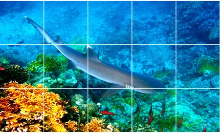 מדבקות לרצפה | כריש