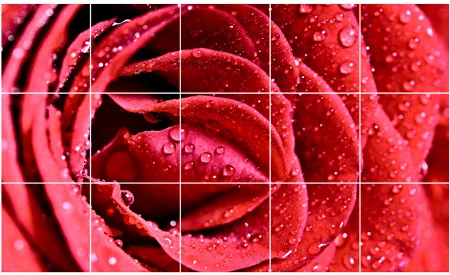 מדבקות רצפה | ורד