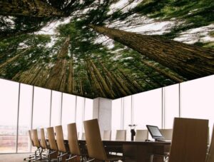 טפט לחדר ישיבות | טפט לתקרה | בין העצים