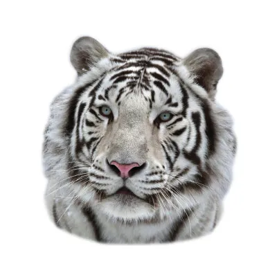 מדבקת קיר | נמר לבן