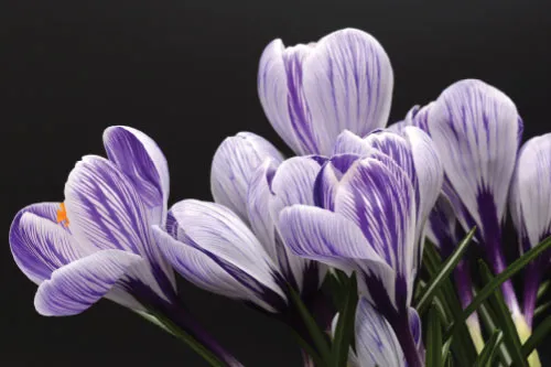 טפט מדבקה  | פרחים סגולים