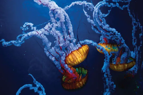 טפט מדבקה | מדוזות