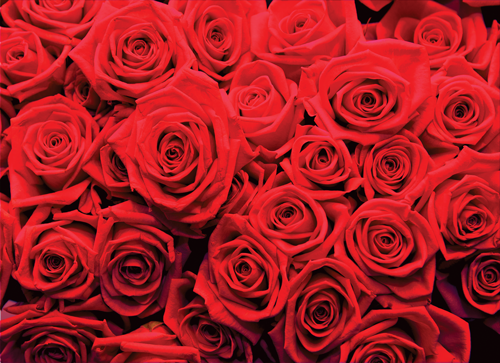 טפט מדבקה | ורדים אדומים