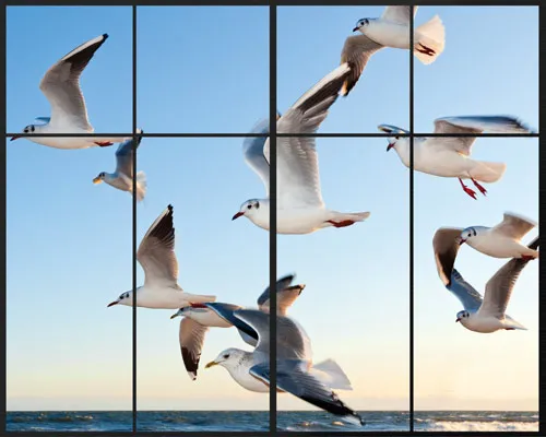 מדבקת קיר | שחפים בחלון