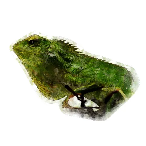 מדבקת קיר | צפרדע מצויירת