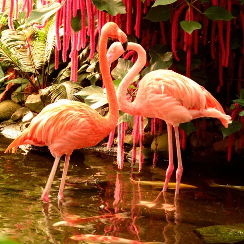 טפט מדבקה | פלמינגו ורוד