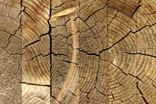 טפט מדבקה | טבעות העץ