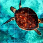 מדבקות רצפה | צב ים