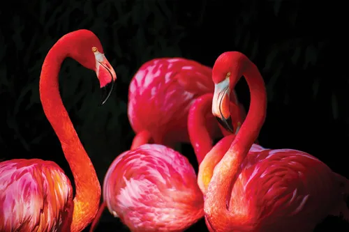 טפט מדבקה | פלמינגואים