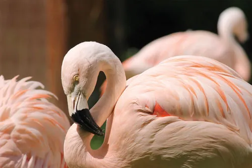 טפט מדבקה | פינק פלמינגו