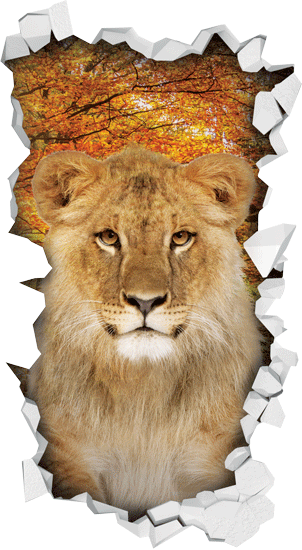 אריה מציץ מתוך הקיר