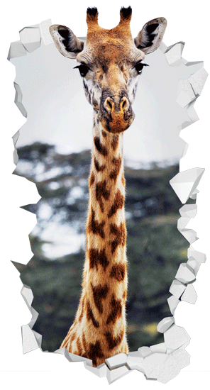 ג'ירפה מתוך החור