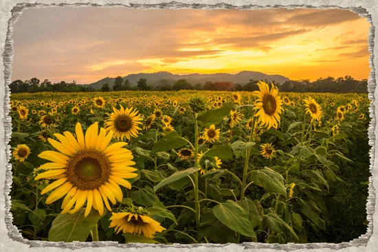חור בקיר חמניות